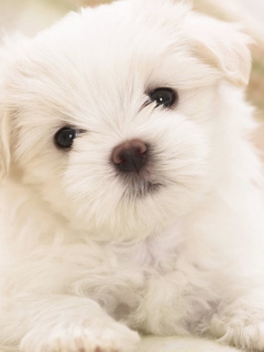 Das White Puppy Wallpaper 240x320