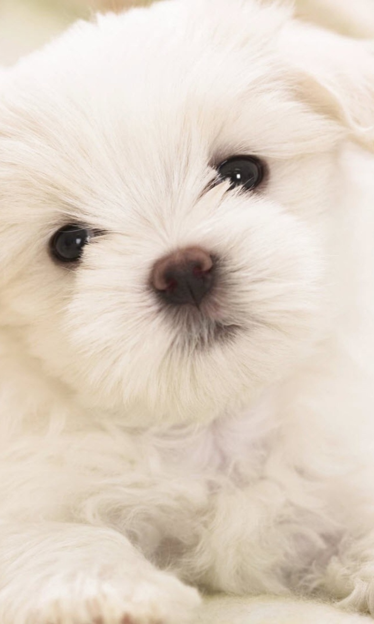 Screenshot №1 pro téma White Puppy 768x1280