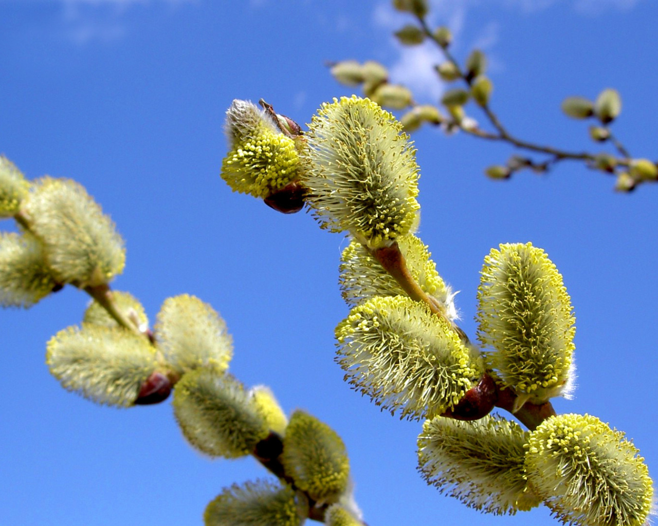 Fondo de pantalla Spring Bud 1280x1024