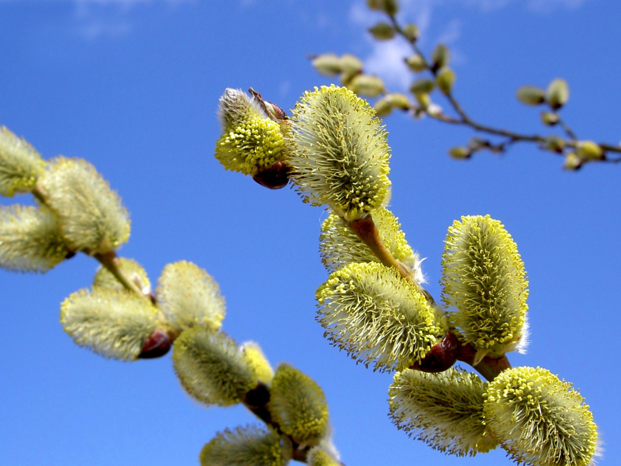 Fondo de pantalla Spring Bud 1280x960