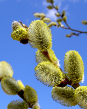 Spring Bud screenshot #1 176x220