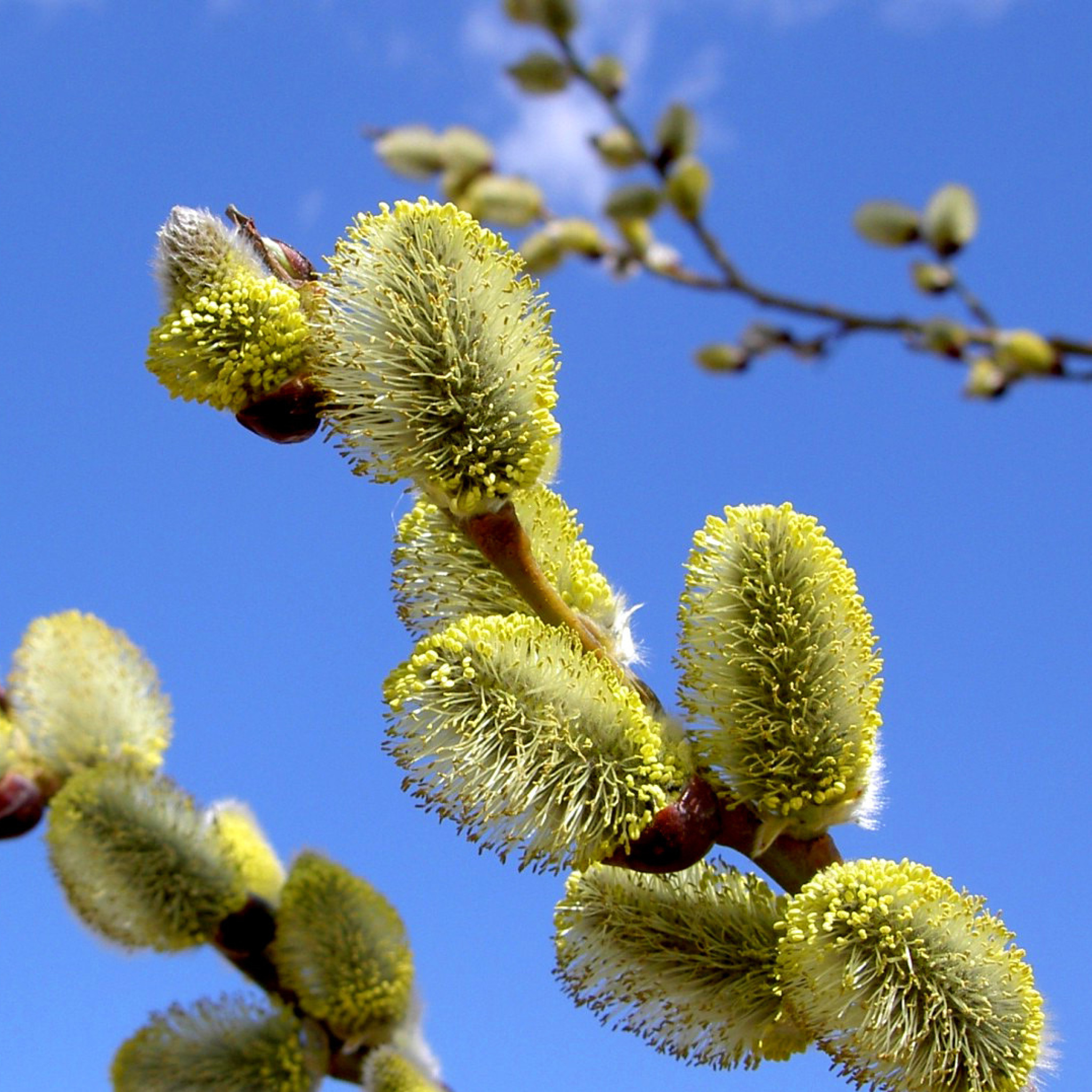 Spring Bud wallpaper 2048x2048