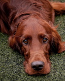 Irish Setter wallpaper 128x160