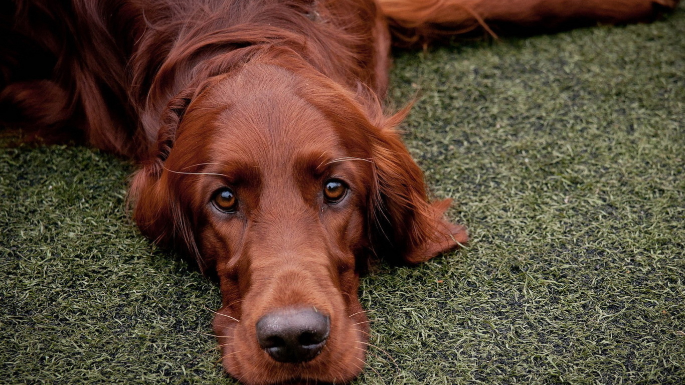 Irish Setter wallpaper 1366x768