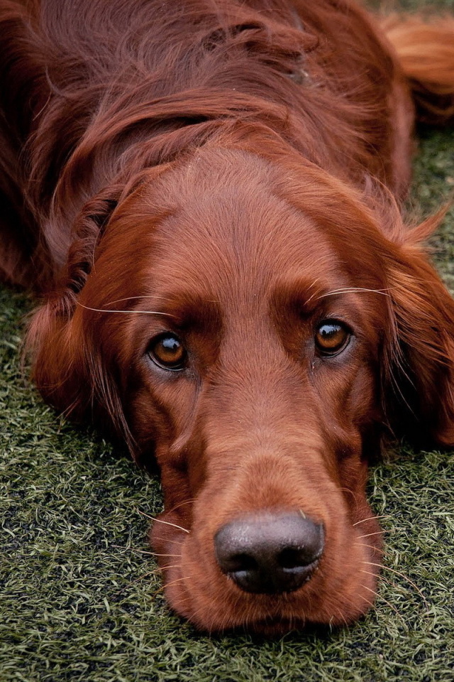 Fondo de pantalla Irish Setter 640x960