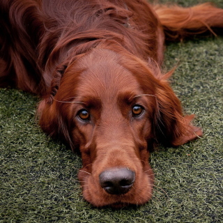 Free Irish Setter Picture for 1024x1024