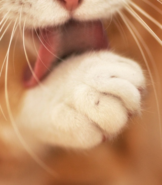Orange Cat Cleaning Close Up - Obrázkek zdarma pro Nokia C2-03