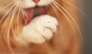 Orange Cat Cleaning Close Up sfondi gratuiti per cellulari Android, iPhone, iPad e desktop
