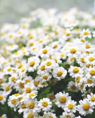 Field Of Daisies Macro - Obrázkek zdarma pro 176x220