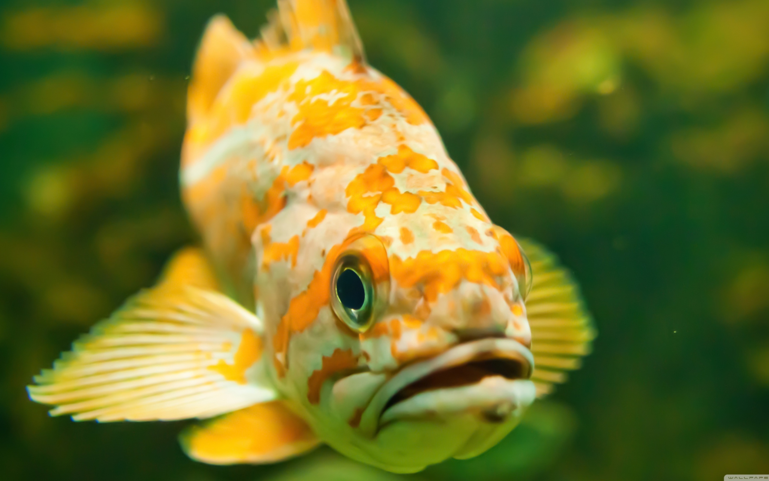 Обои Golden Fish 2560x1600