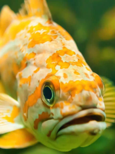 Golden Fish wallpaper 480x640