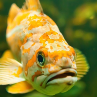 Golden Fish - Obrázkek zdarma pro 1024x1024