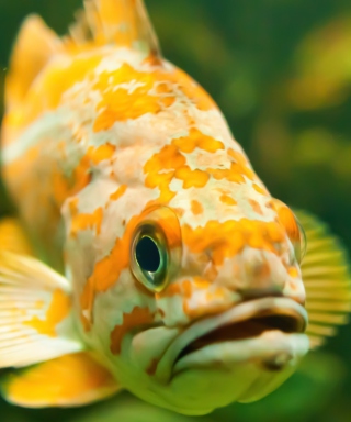 Golden Fish - Obrázkek zdarma pro Nokia Asha 309