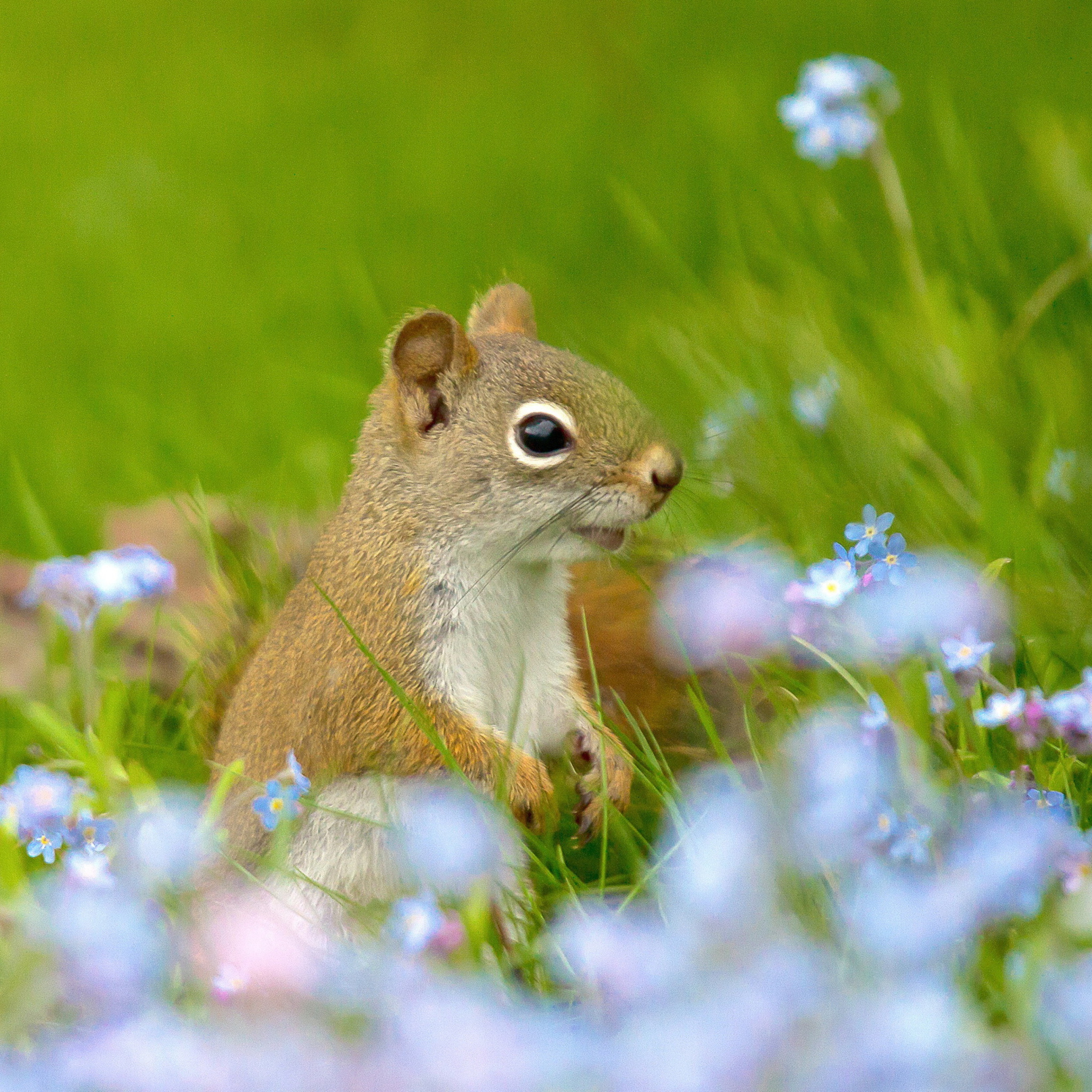 Das Funny Squirrel In Field Wallpaper 2048x2048