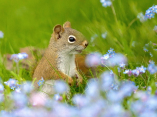 Обои Funny Squirrel In Field 320x240