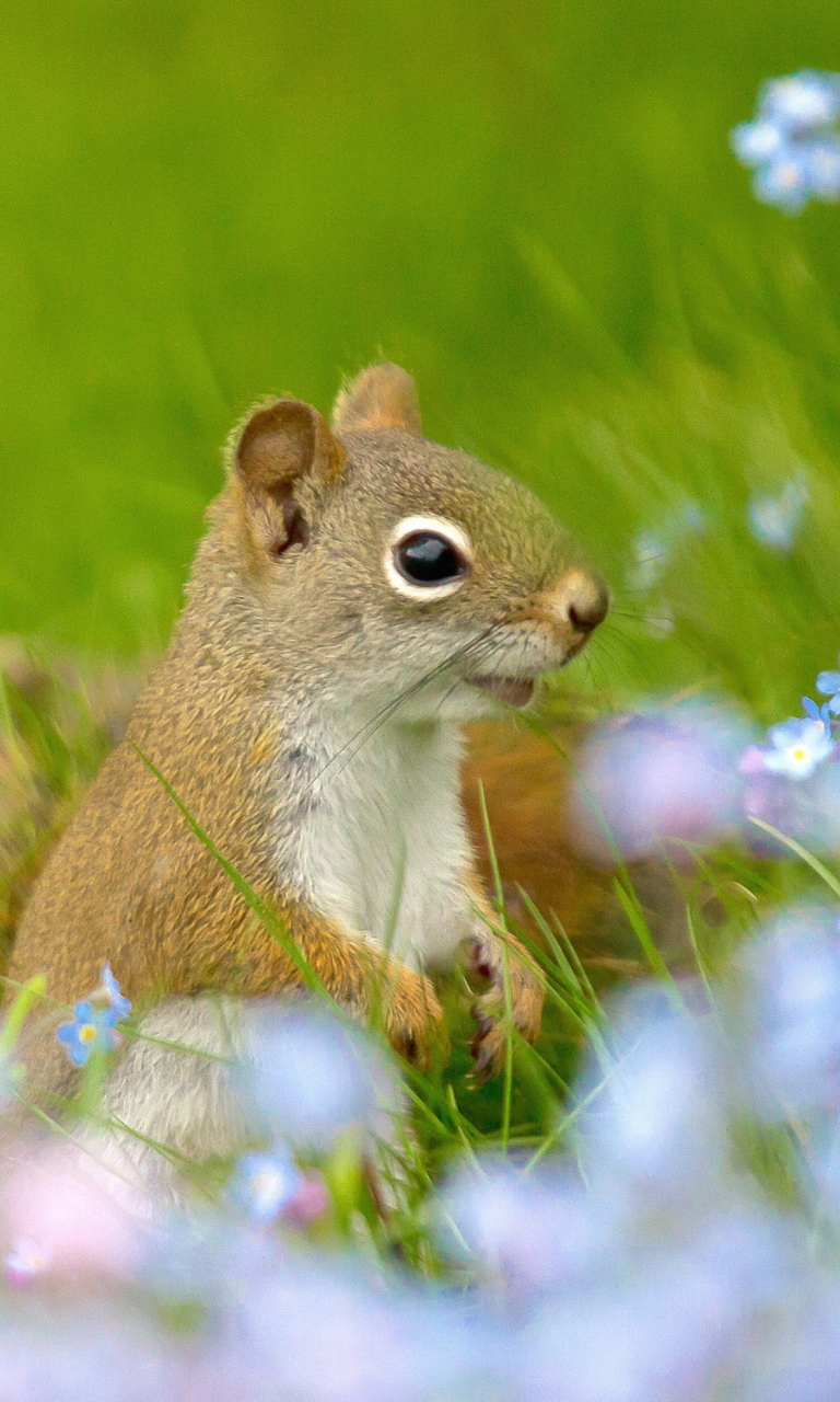 Das Funny Squirrel In Field Wallpaper 768x1280