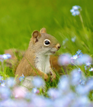 Funny Squirrel In Field - Obrázkek zdarma pro 128x160