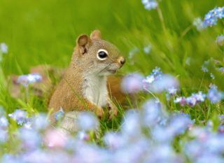 Kostenloses Funny Squirrel In Field Wallpaper für Android, iPhone und iPad