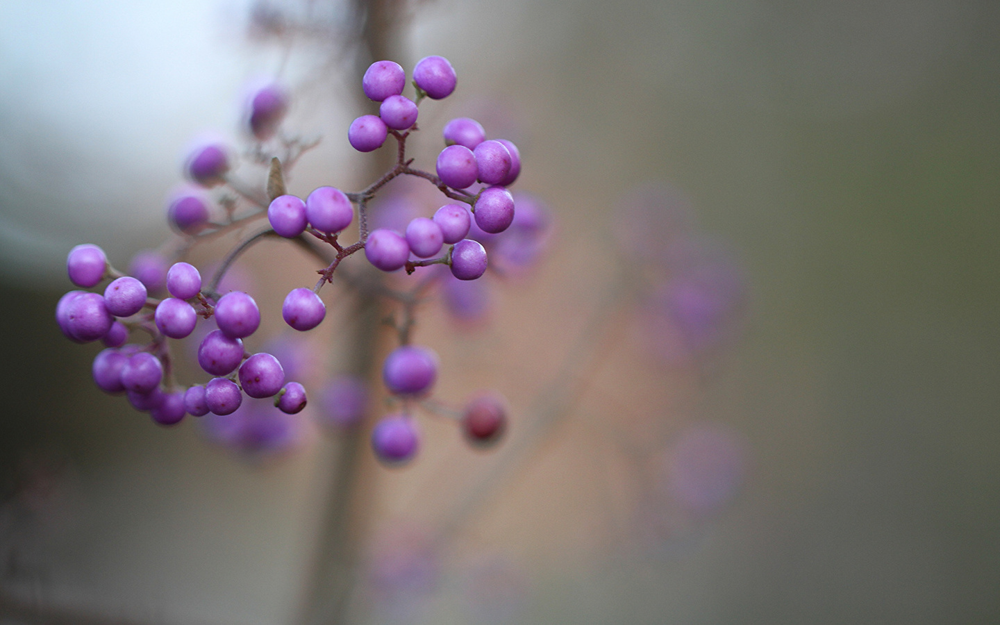 Screenshot №1 pro téma Callicarpa Beautyberry bush 1440x900