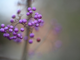 Das Callicarpa Beautyberry bush Wallpaper 320x240