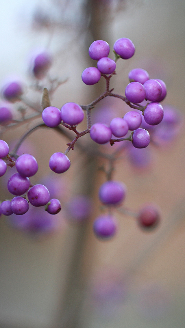 Screenshot №1 pro téma Callicarpa Beautyberry bush 640x1136