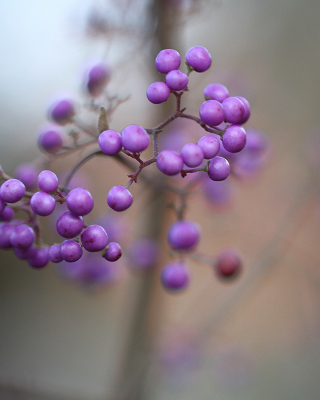 Callicarpa Beautyberry bush - Obrázkek zdarma pro Nokia Asha 305