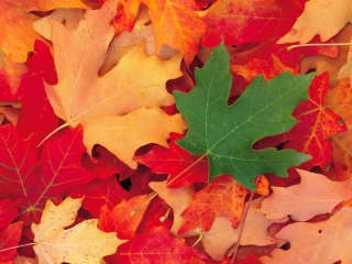 Screenshot №1 pro téma Autumn Leaves 320x240