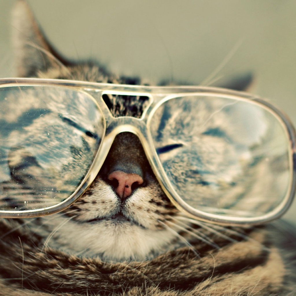 Sfondi Serious Cat In Glasses 1024x1024
