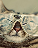 Das Serious Cat In Glasses Wallpaper 128x160