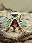 Screenshot №1 pro téma Serious Cat In Glasses 132x176