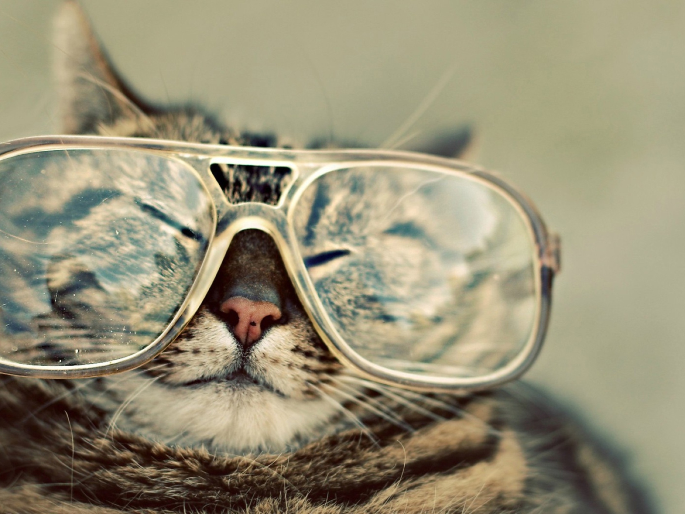 Fondo de pantalla Serious Cat In Glasses 1400x1050