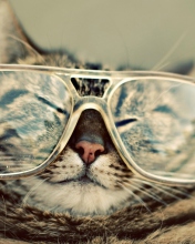Обои Serious Cat In Glasses 176x220