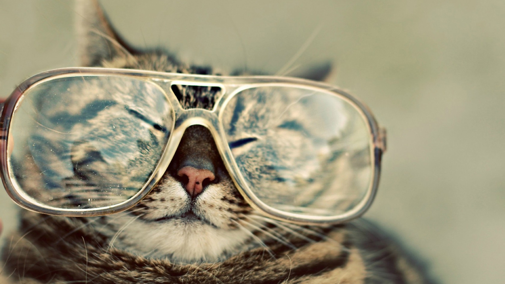 Fondo de pantalla Serious Cat In Glasses 1920x1080