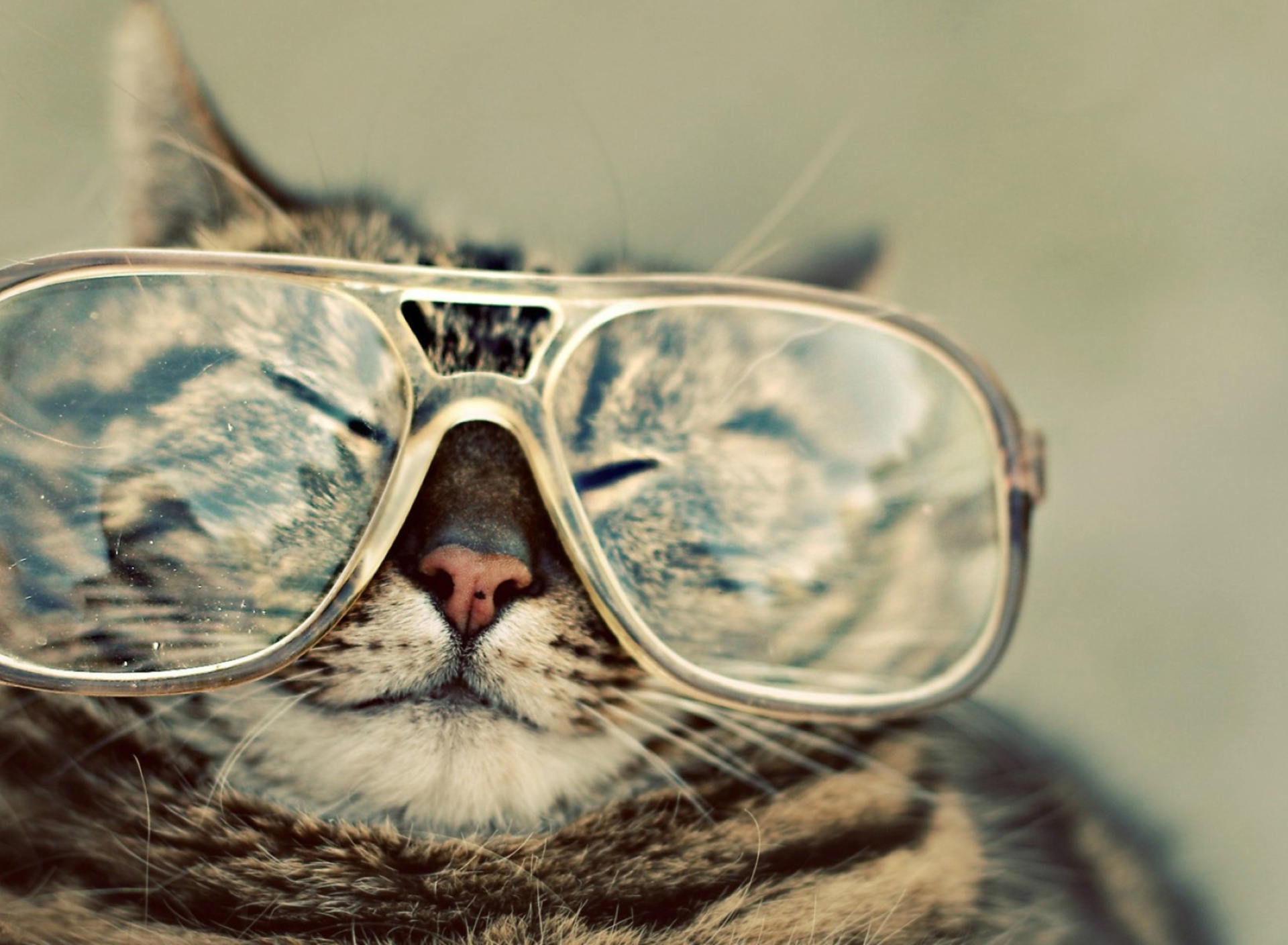 Fondo de pantalla Serious Cat In Glasses 1920x1408