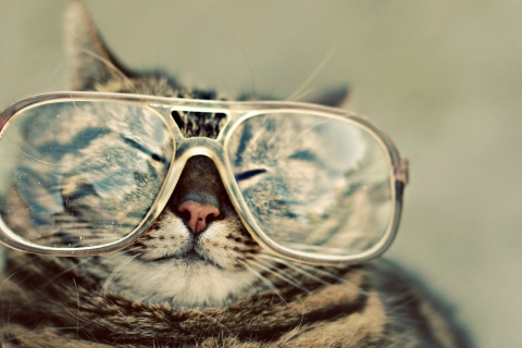 Обои Serious Cat In Glasses 480x320