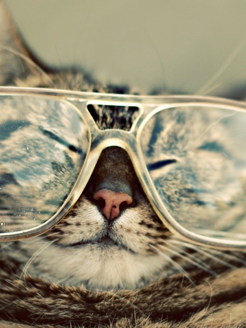 Обои Serious Cat In Glasses 480x640