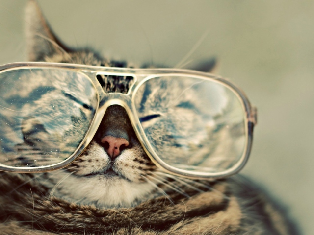 Das Serious Cat In Glasses Wallpaper 640x480