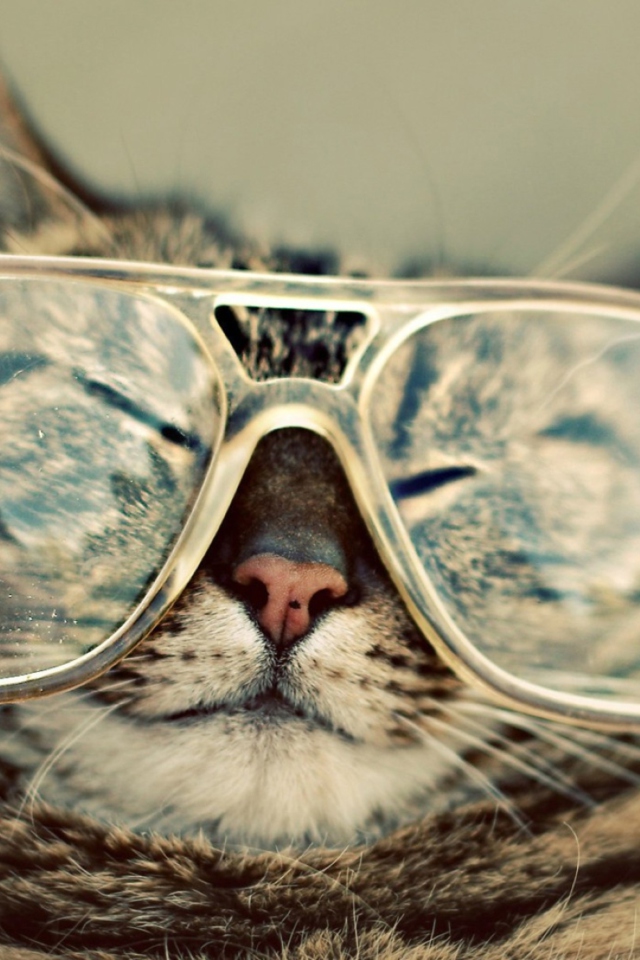Fondo de pantalla Serious Cat In Glasses 640x960