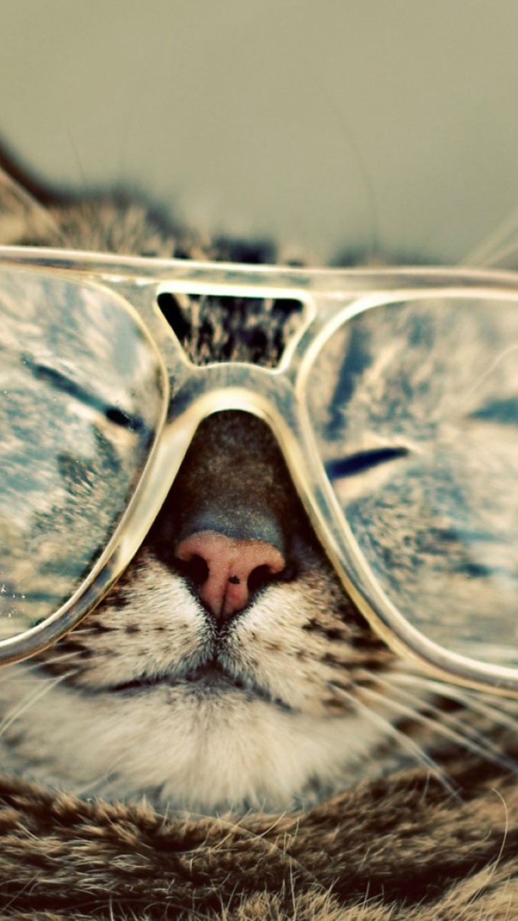 Serious Cat In Glasses screenshot #1 750x1334