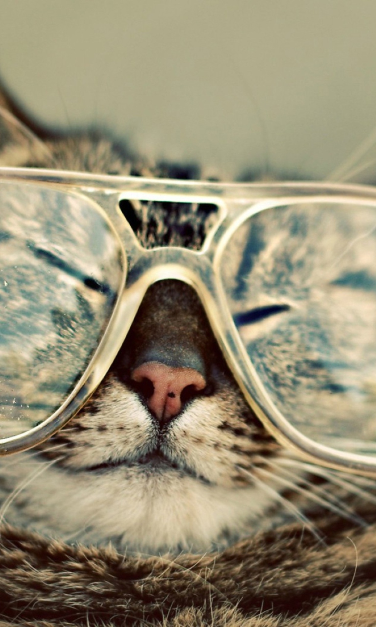 Das Serious Cat In Glasses Wallpaper 768x1280