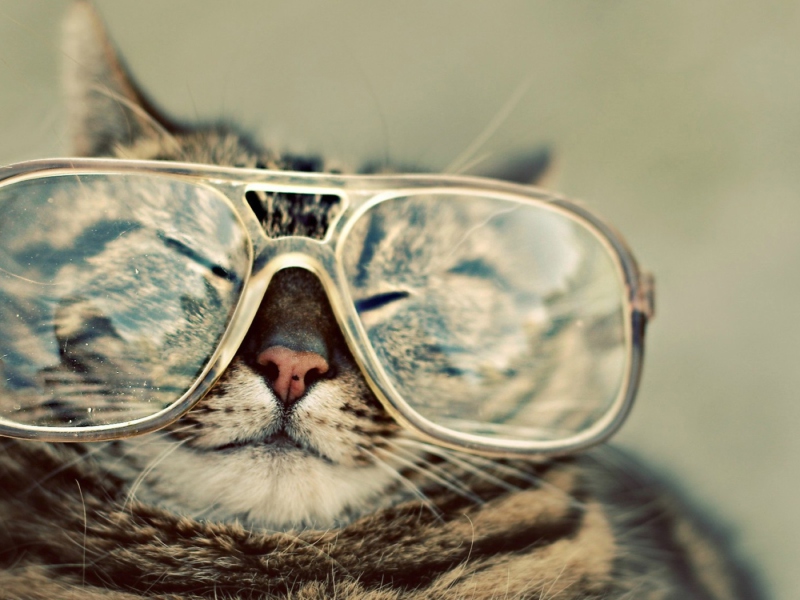 Serious Cat In Glasses wallpaper 800x600