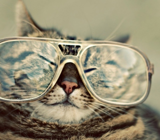 Kostenloses Serious Cat In Glasses Wallpaper für 128x128