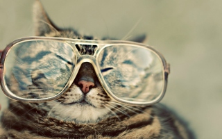 Serious Cat In Glasses Background for Android, iPhone and iPad