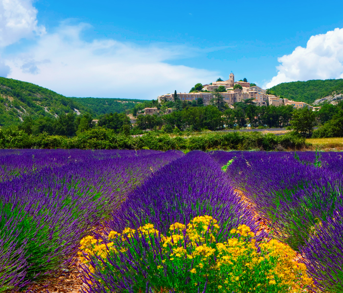 Lavender Field In Provence France wallpaper 1200x1024