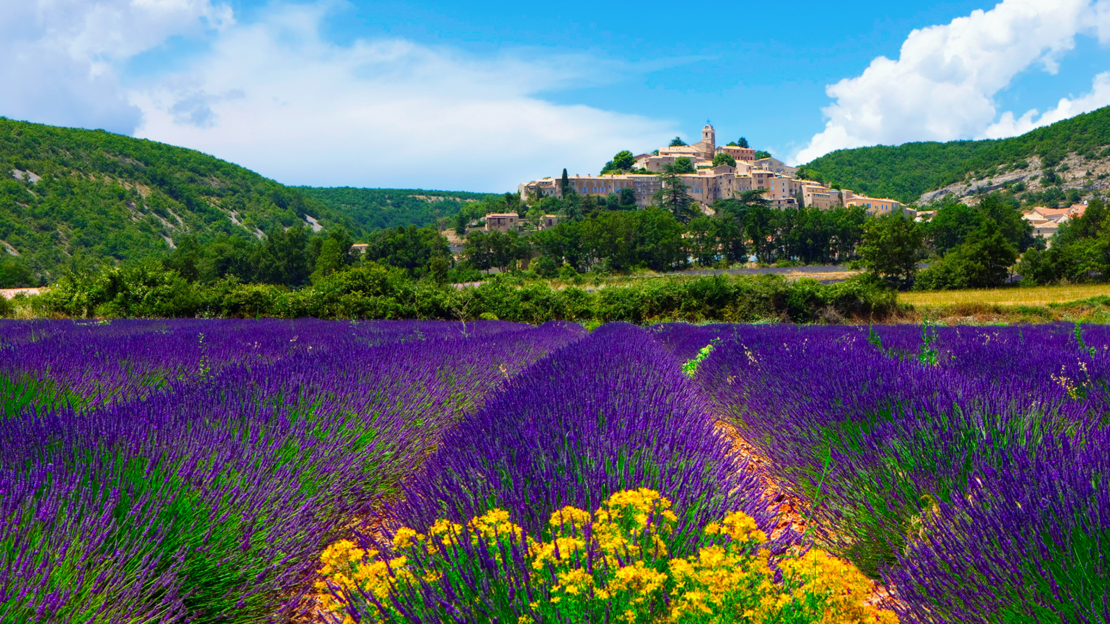 Das Lavender Field In Provence France Wallpaper 1600x900