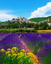 Lavender Field In Provence France wallpaper 176x220