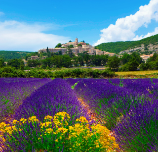 Lavender Field In Provence France sfondi gratuiti per 208x208