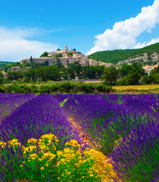 Lavender Field In Provence France papel de parede para celular para Nokia Asha 305