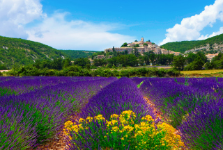 Lavender Field In Provence France - Fondos de pantalla gratis 