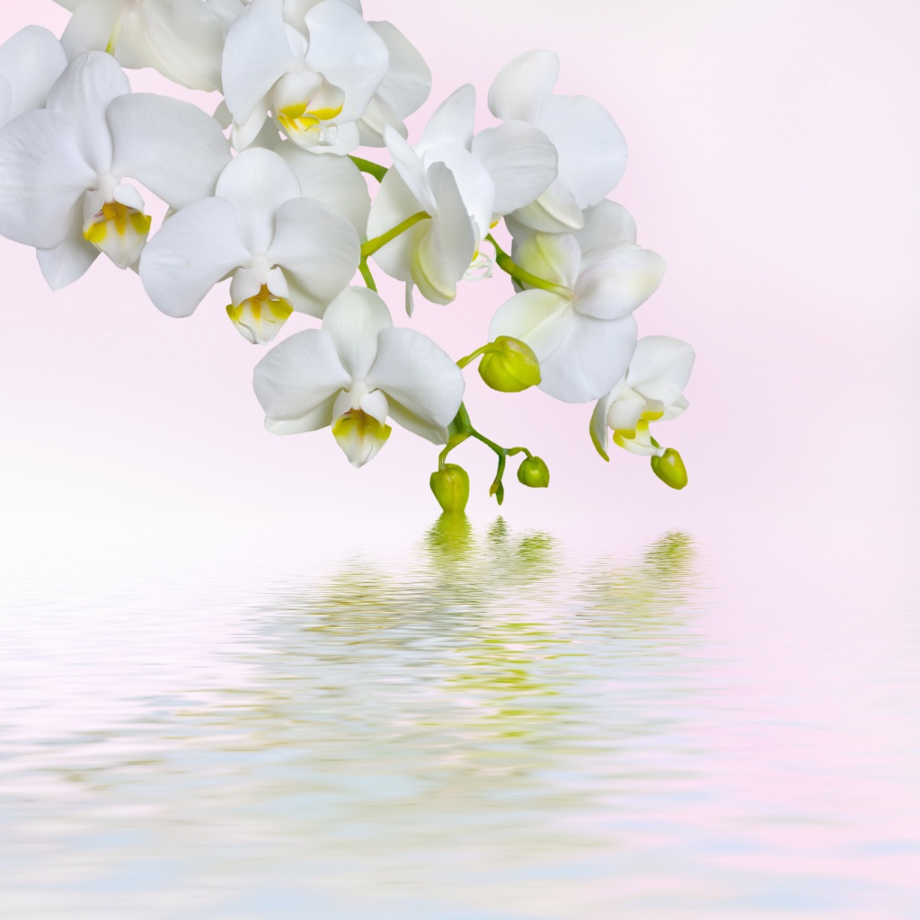 Обои White Orchids 1024x1024